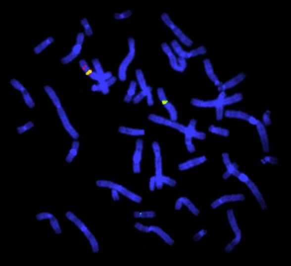 Fluorescence in situ hybridization signals in tissue